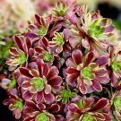 1 Cutting 2.5 inch Aeonium Superbang 1 Cutting 2.5 inch Aeonium Superbang