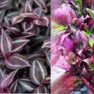 3 Fresh Cuttings 7” - Wandering Jew Copper "Red Gem" Tradescantia Zebrina 3 Fresh Cuttings 7” - Wandering Jew Copper "Red Gem" Tradescantia Zebrina