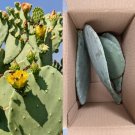 1lb From Arizona Spineless Prickly Pear Opuntia Cactus  (1lb includes packaging)
