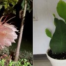 Rooted, Queen of Night -Not a Cutting-New Growth EPIPHYLLUM OXYPETALUM PLANT, Rooted, Queen of Night -Not a Cutting-New Growth EPIPHYLLUM OXYPETALUM PLANT,