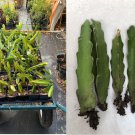 Dragon fruit cutting 8-12 In Multiple Varieties Organic Self Pollinating ROOTED Dragon fruit cutting 8-12 In Multiple Varieties Organic Self Pollinating ROOTED