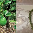 2 Grafting Florida Avocado - Persea americana - Organic 2 Grafting Florida Avocado - Persea americana - Organic