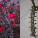 1 Cutting Small Red Crown of Thorns Euphoria Milii Des Moul 1 Cutting Small Red Crown of Thorns Euphoria Milii Des Moul