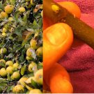 15 cuttings scions thin Golden Delicious Apple tree plant rooting grafting 15 cuttings scions thin Golden Delicious Apple tree plant rooting grafting