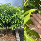 15 Cuttings Apple tree plant rooting grafting scions thin Golden Delicious 15 Cuttings Apple tree plant rooting grafting scions thin Golden Delicious