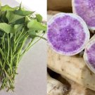 10 Cuttings - organically grown - Khoai Lang Okinawa Purple Sweet Potato Slips 10 Cuttings - organically grown - Khoai Lang Okinawa Purple Sweet Potato Slips