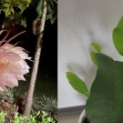 New Rooted, Queen of Night -Not a Cutting Growth EPIPHYLLUM OXYPETALUM PLANT, New Rooted, Queen of Night -Not a Cutting Growth EPIPHYLLUM OXYPETALUM PLANT,