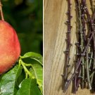 Two(2) Cuttings/Scions Arctic Fantasy Nectarine Tree with Buds for Grafting Two(2) Cuttings/Scions Arctic Fantasy Nectarine Tree with Buds for Grafting