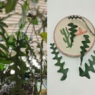 2 Two Unrooted Cuttings 5 inches Ric Rac Zig Zag Fishbone Cactus 5"