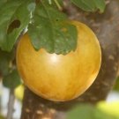 1 LIVE PLANT Marianna Plum Tree Hybrid Unusual Fruit Tree edible 1 LIVE PLANT Marianna Plum Tree Hybrid Unusual Fruit Tree edible