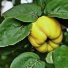 LIVE PLANT Hardy large Fruits Provence Quince Tree Unusual edible fruit Tree