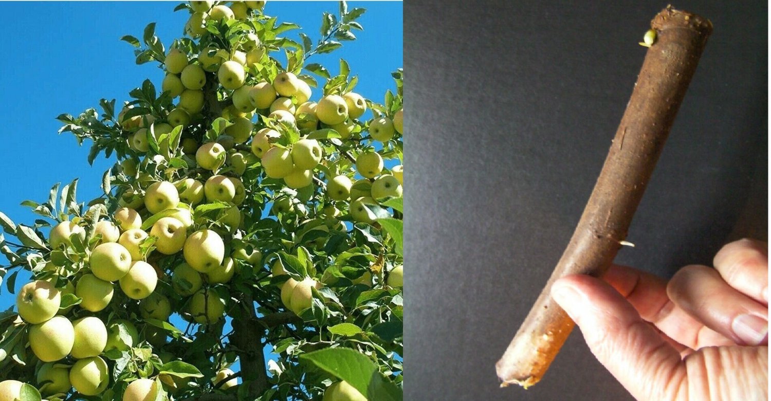 15 cuttings thin scions Golden Delicious Apple tree plant rooting grafting