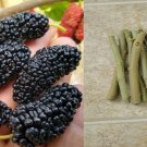 10 unrooted from 7'' to 10' Texas Mulberry tree cuttings 10 unrooted from 7'' to 10' Texas Mulberry tree cuttings