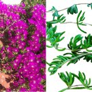 5 cuttings of Ice Plant Purple Creeping/Pink Ground Cover RARE Cactus Succulent 5 cuttings of Ice Plant Purple Creeping/Pink Ground Cover RARE Cactus Succulent