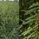 Lot of 5 | 18" | Purple-Osier Willow Cuttings | Salix purpurea | FRESH | Native