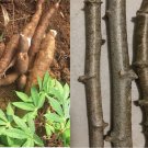 3 6-8 Inches CASSAVA YUCA CUTTINGS MANIHOT ESCULENTA , Cay Khoai Mi Cu San 3 6-8 Inches CASSAVA YUCA CUTTINGS MANIHOT ESCULENTA , Cay Khoai Mi Cu San