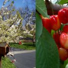 Ten (10) 10-12" Cuttings Sweet Cherry Fruit Tree Scion Wood for Rooting Grafting Ten (10) 10-12" Cuttings Sweet Cherry Fruit Tree Scion Wood for Rooting Grafting