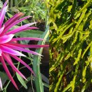 3 Cuttings 8 -10 inch long self pollinating Connie Mayer Dragon Fruit Fresh 3 Cuttings 8 -10 inch long self pollinating Connie Mayer Dragon Fruit Fresh
