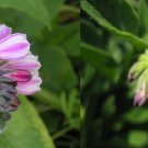 3 Cuttings Russian Comfrey Live easy CROWN - Bocking 4 Cultivar 3 Cuttings Russian Comfrey Live easy CROWN - Bocking 4 Cultivar