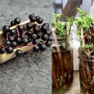 12 cuttings unrooted Elderberry American Elderberry 12 cuttings unrooted Elderberry American Elderberry