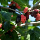2 Live Plants Dwarf Everbearing Mulberry get fruit right away