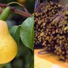 4 KIEFFER PEAR Fruit Tree Scion Grafting 10-12 INCHES / Cutting / Rooting