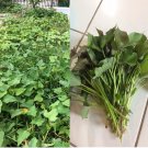 10 Slips - Cuttings - Organically Grown - Khoai / Beauregard Sweet potato Plants 10 Slips - Cuttings - Organically Grown - Khoai / Beauregard Sweet potato Plants