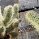 1 adult cutting - Cylindropuntia bigelovii 'Teddy Bear Cholla' 1 adult cutting - Cylindropuntia bigelovii 'Teddy Bear Cholla'