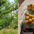 6 Shiro Plum Fruit Tree Scion Grafting 6-10 INCHES / Cutting / Rooting 6 Shiro Plum Fruit Tree Scion Grafting 6-10 INCHES / Cutting / Rooting