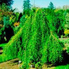 6 Unrooted cuttings Weeping Bald Cypress! Fall color & shade. 6 Unrooted cuttings Weeping Bald Cypress! Fall color & shade.