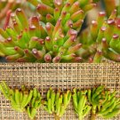 JADE - 2" CUTTING 3 x CRASSULA OVATA 'GOLLUM' - 'GOLLUM" JADE - 2" CUTTING 3 x CRASSULA OVATA 'GOLLUM' - 'GOLLUM"