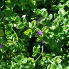 10 Cuttings 'Baby Sun Rose' 4"-7 Aptenia cordifolia Purple/Pink Apple Ice Plant'