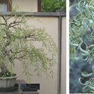 Thick Trunk Cutting - Bonsai Tree Dragon Willow - Indoor/Outdoor Live Bonsai Tre Thick Trunk Cutting - Bonsai Tree Dragon Willow - Indoor/Outdoor Live Bonsai Tre