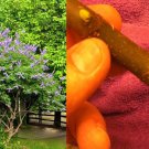 blue-purple Vitex agnus-castus Chaste tree to root 6+4 unrooted cuttings, graft