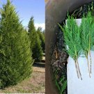(50) 7-8" Tree Cuttings Fresh S.C. Leyland Cypress Privacy Screen Fast Growing (50) 7-8" Tree Cuttings Fresh S.C. Leyland Cypress Privacy Screen Fast Growing