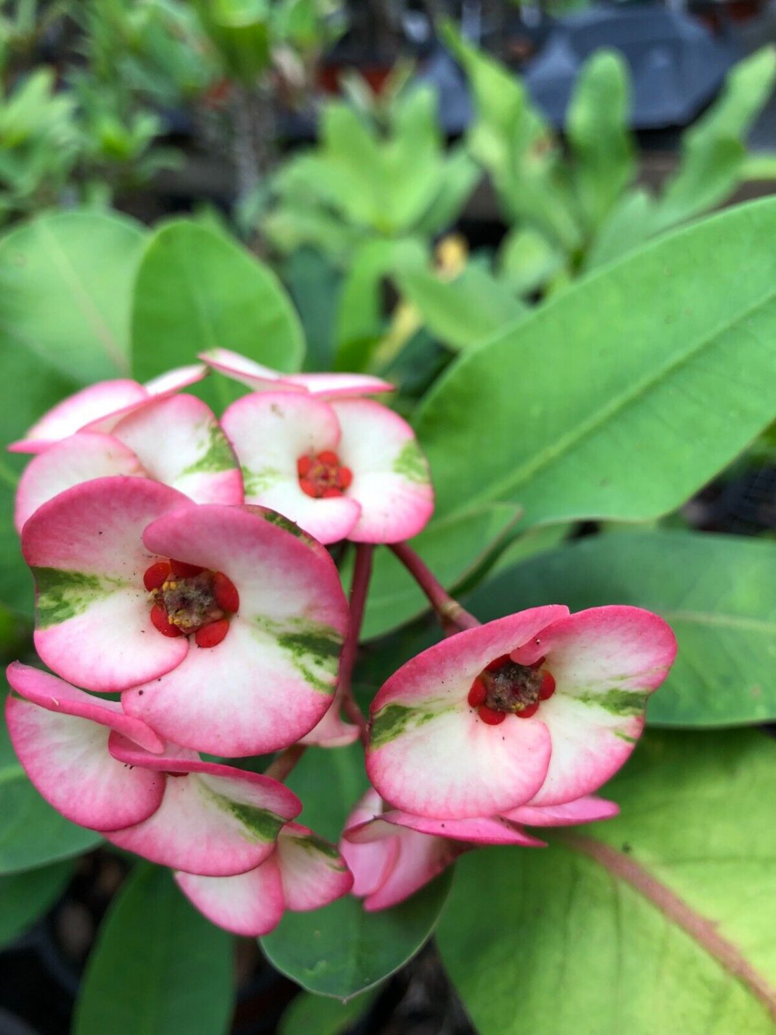 1 Rooted Cutting Thai Hybrid Crown Of Thorns Lullabye Medium Bloom