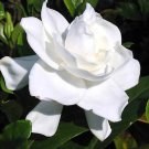 STARTER LIVE PLANTS 7 CUTTINGS HEIRLOOM WHITE GARDENIA BUSH CAPE JASMINE SHRUB STARTER LIVE PLANTS 7 CUTTINGS HEIRLOOM WHITE GARDENIA BUSH CAPE JASMINE SHRUB
