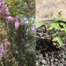 5 Plants Cuttings No Roots Purple Lavender Wisteria Live Vine for You to Root 5 Plants Cuttings No Roots Purple Lavender Wisteria Live Vine for You to Root