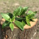 (3) Unrooted Cuttings Longevity Spinach, Gynura Procumbens, Organically Grown