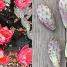 1 cutting upto 2" in length Opuntia basilaris 'Baby Rita Purple Cactus' 1 cutting upto 2" in length Opuntia basilaris 'Baby Rita Purple Cactus'