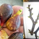 5 pcs Fig tree cuttings, LSU Purple , productive, cold & rain tolerant ,tasty 5 pcs Fig tree cuttings, LSU Purple , productive, cold & rain tolerant ,tasty