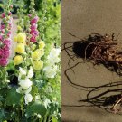 2 LIVE BARE ROOT Plant Hollyhock Alcea rosea Mixed Pastel "easter" colors