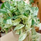 3 Cuttings Indoor Plant Pothos Ivy Combo 3 cuttings Marble Queen 3 Cuttings Indoor Plant Pothos Ivy Combo 3 cuttings Marble Queen