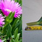 30 x Cutting Live Ice Plant plant for rooting for backyard ground cover 30 x Cutting Live Ice Plant plant for rooting for backyard ground cover