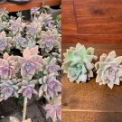 3 Cuttings GHOST PLANT SUCCULENT Graptopetalum Paraguayense 3 Cuttings GHOST PLANT SUCCULENT Graptopetalum Paraguayense