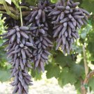 5 unrooted cuttings for rooting or grafting - LADYFINGER SEEDLESS GRAPE VINE 5 unrooted cuttings for rooting or grafting - LADYFINGER SEEDLESS GRAPE VINE