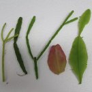 5 CUTTINGS DIFFERENT RHIPSALIS (Pictured) - Unnamed-Tropical - Very Easy to Root