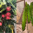 8" to 10" Dragon Fruit Cutting Vietnam White , 8" to 10" Dragon Fruit Cutting Vietnam White ,