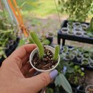 2" live plant NO CUTTING MEDUSA Dog Tail Cactus Selenicereus Testudo Rooted