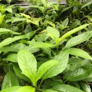 (6) CUTTINGS 6" Gynura Procumbens Perennial Edible Vegetable Longevity Spinach